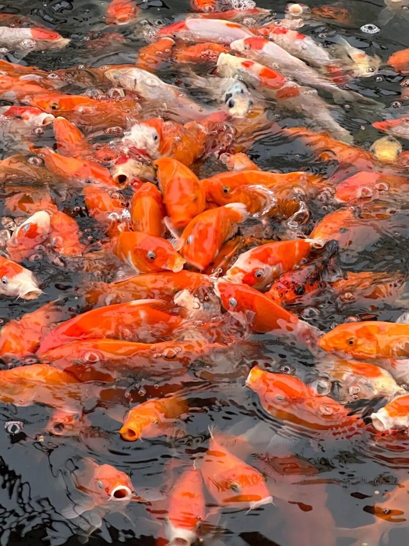 赠你一池锦鲤 予你半里风华